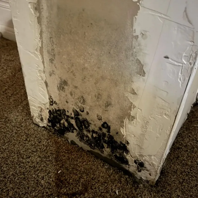 Professional Mold Removal in Cambria, IL